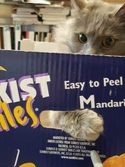What's your DCat up to today? (Thread 7!)