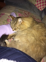Probably my last night with my soul cat