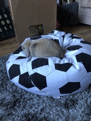 What are your pets up to today?