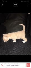 Suggestions for cat litter trays??