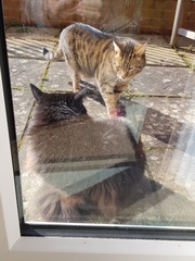 Thug Cat part 2. What, has this thing appeared again tonight?