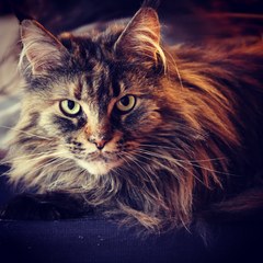 What's your Cats name?