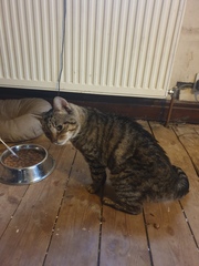To think the vet/RSPCA are BU and what do i do now?