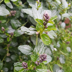 Plant taking over my garden. Can someone please advise (with pics)