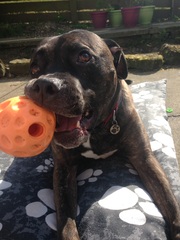 Photos of your dogs to cheer us all up!