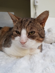 How can I cheer up my cat?