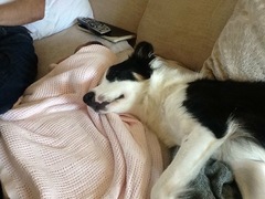 Border collie, yes or no?