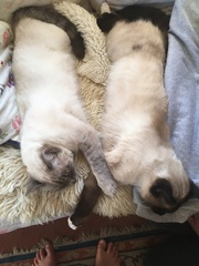 Please could you all post photos of your cats and dogs?