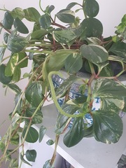 Is my Devil's Ivy houseplant getting flower spears??