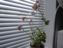 Thread for really fucking ugly houseplants