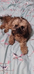 Photos of your dogs to cheer us all up!