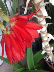 Thread for really fucking ugly houseplants