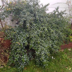 Plant taking over my garden. Can someone please advise (with pics)