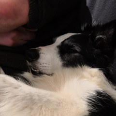 To want to show you my beautiful doggo