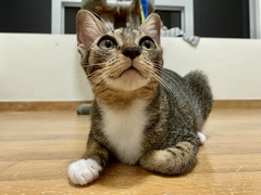 Can you help me name my new rescue?