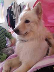 Please could you all post photos of your cats and dogs?