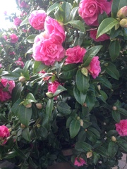 Memorial plant/flower for 1 March?