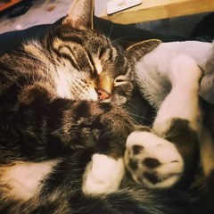 Please could you all post photos of your cats and dogs?