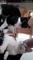 Please could you all post photos of your cats and dogs?