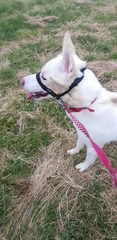 Photos of your dogs to cheer us all up!