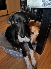Photos of your dogs to cheer us all up!