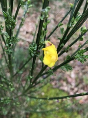 The 'Positive Mental Health' Corona virus thread Part II