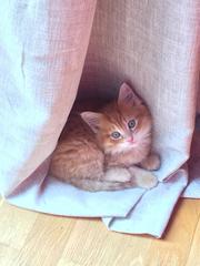 Please could you all post photos of your cats and dogs?