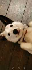 Photos of your dogs to cheer us all up!