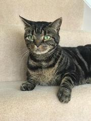 Please could you all post photos of your cats and dogs?