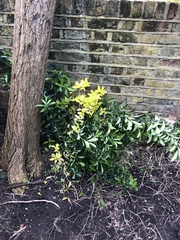 What is this plant?