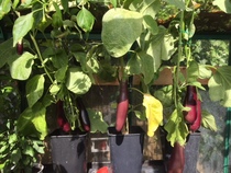 Easy veg to grow?