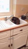 Show your cat photos