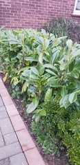 Transferring laurel trees to another part of garden - have I left it too late?