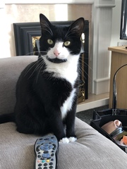 What is your cat called?
