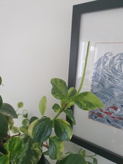 Is my Devil's Ivy houseplant getting flower spears??
