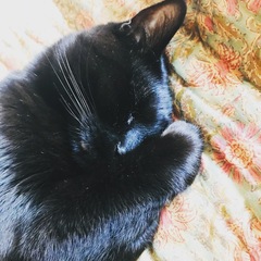 Please could you all post photos of your cats and dogs?