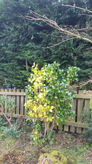 What is wrong with my yellowing Camellia?