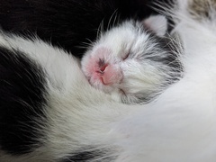 Pregnant cat