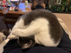 Dcat keeping me sane
