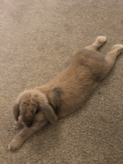 What are your pets up to today?