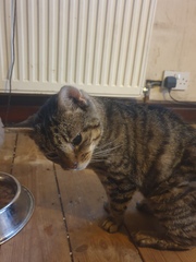 To think the vet/RSPCA are BU and what do i do now?