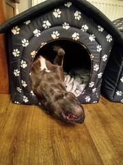 Photos of your dogs to cheer us all up!