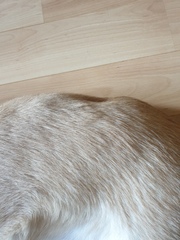 Do I need to worry about my dog's back?