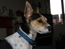 Photos of your dogs to cheer us all up!