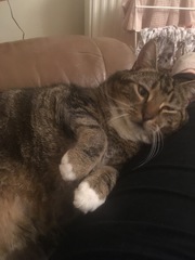 Please could you all post photos of your cats and dogs?