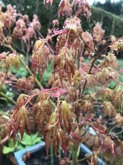 Les Parisiennes des Mamansnet: Ce n'est pas bon de faire du lèche-vitrines avec de l'argent en poche
