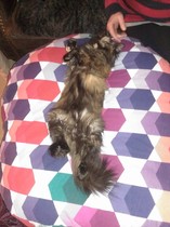 Show your cat photos