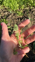 What is this?