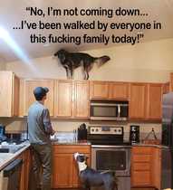 AIBU to ask for your favourite isolation memes?