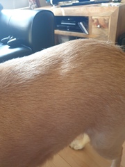 Do I need to worry about my dog's back?